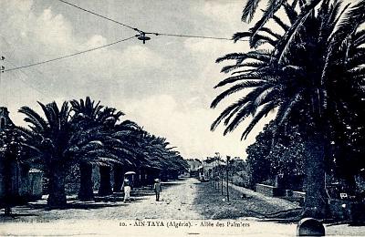 Ain-Taya-AlleePalmiers