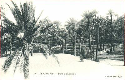 Beni-Ounif-Palmeraie