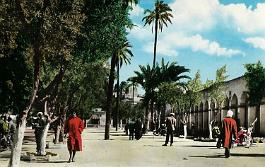 Laghouat-PlaceOliviers