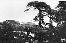 Teniet-El-Haad-dans LaForetDesCedres