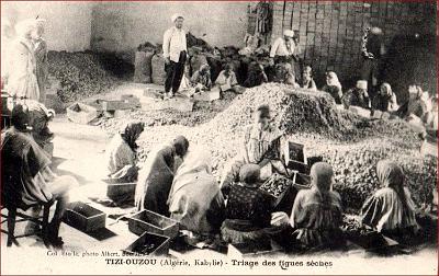 Tizi-Ouzou-TriFigues