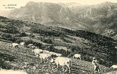 Kabylie-DjurdjuraTroupeau
